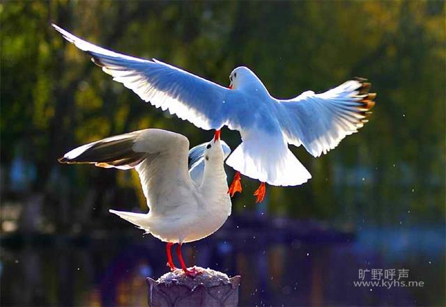 ���İ�����һ�Ŵ󹦿�