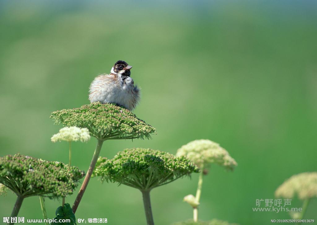 ���Ӵ����贺 ��֮��