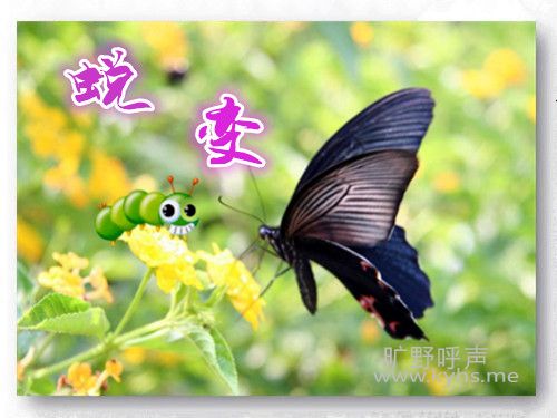 һֻëë�棬����ɱ�ɺ�����