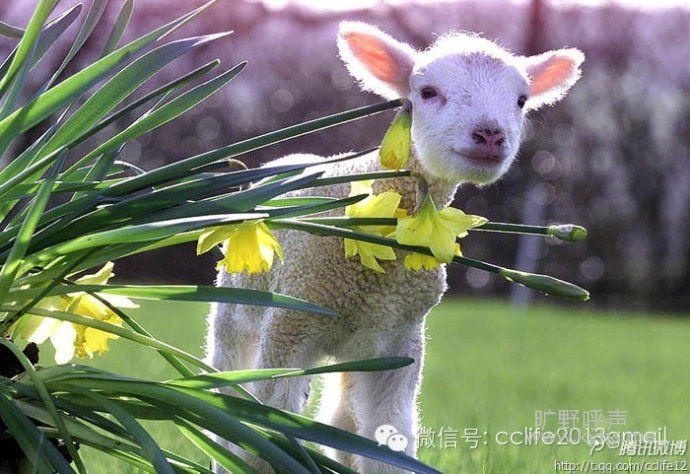 ����˵������һֻ��;��С����