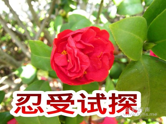 W020150326393206794460-picsay.jpg