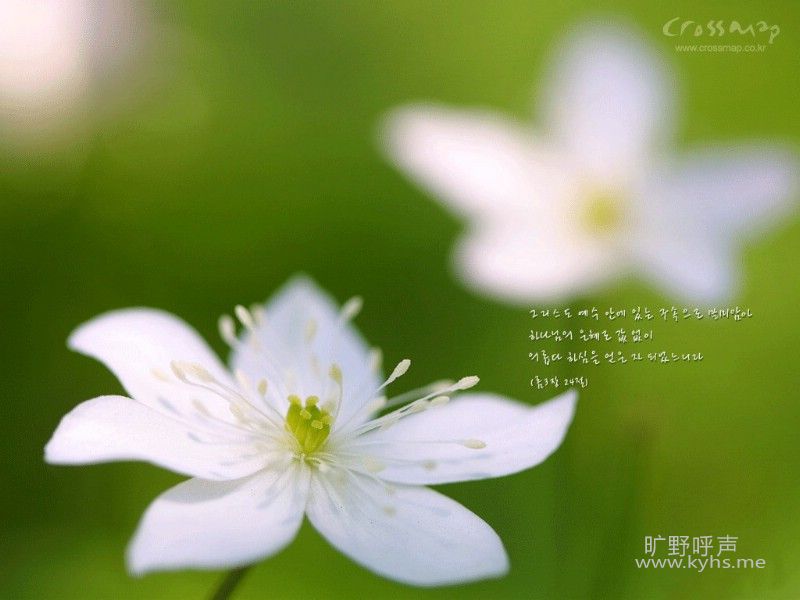 hanguobanshengjingbizhi_455080_m.jpg