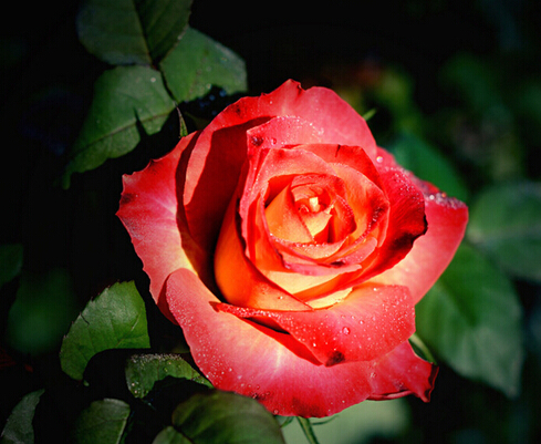 һ�ޱ޵ĳ����������ϣ���1�ף�