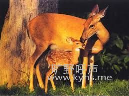 images.jpeg