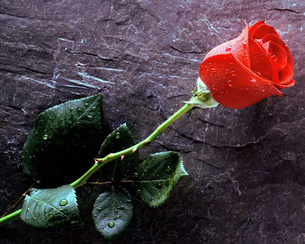 ���־磺�Ҹ�������(Memorial Day for Happiness)��3��