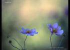 �ڲ�ͬ��λ������ҫ��