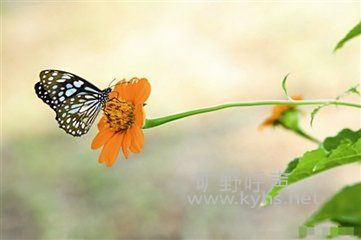 ��һ��������������ף�