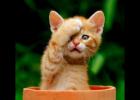 ʤ�����ӹܺ��۾���ʼ