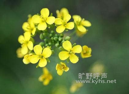 �黨һ��
