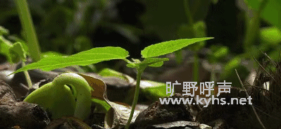 IMG_1063.GIF