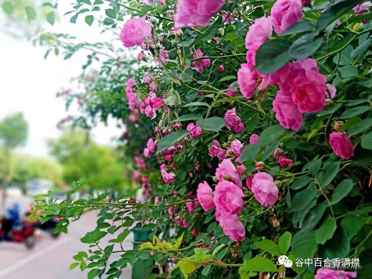 QQͼƬ20190928100513.jpg