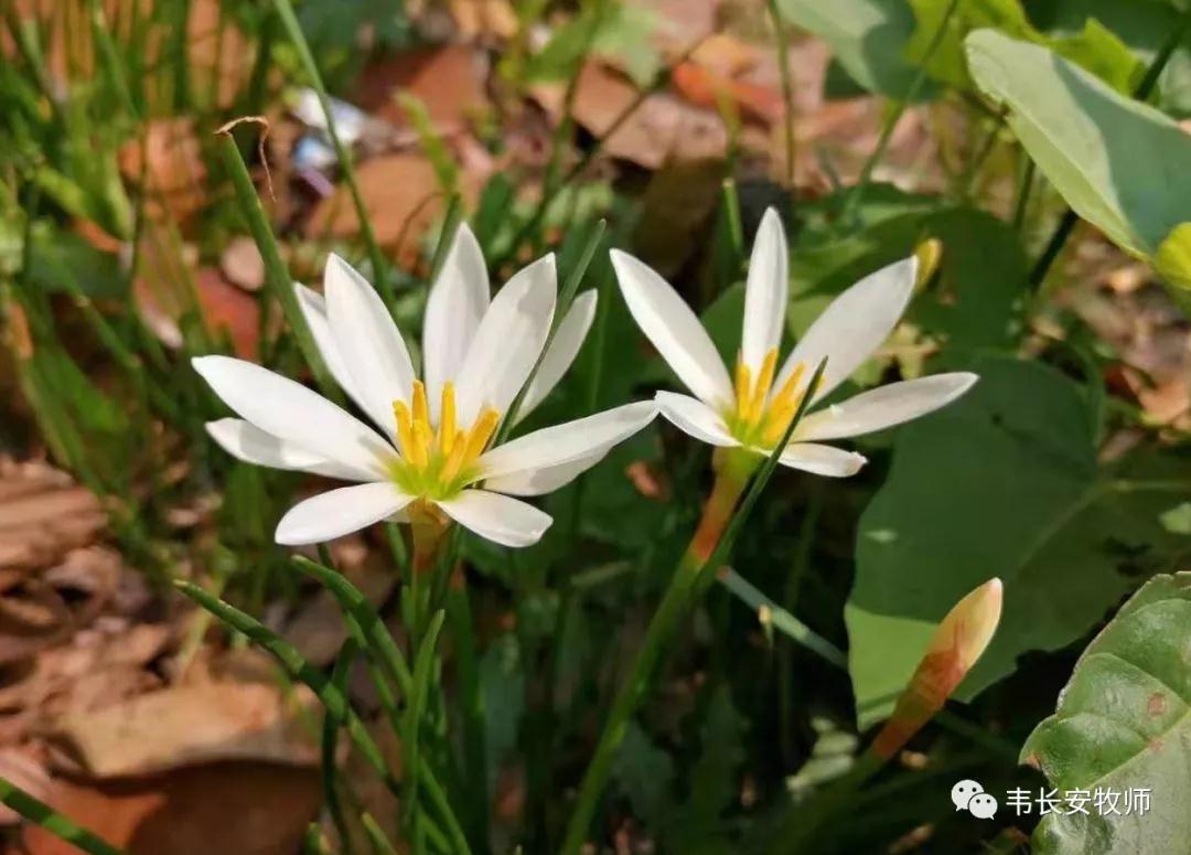 ������֪�ĶԱ�