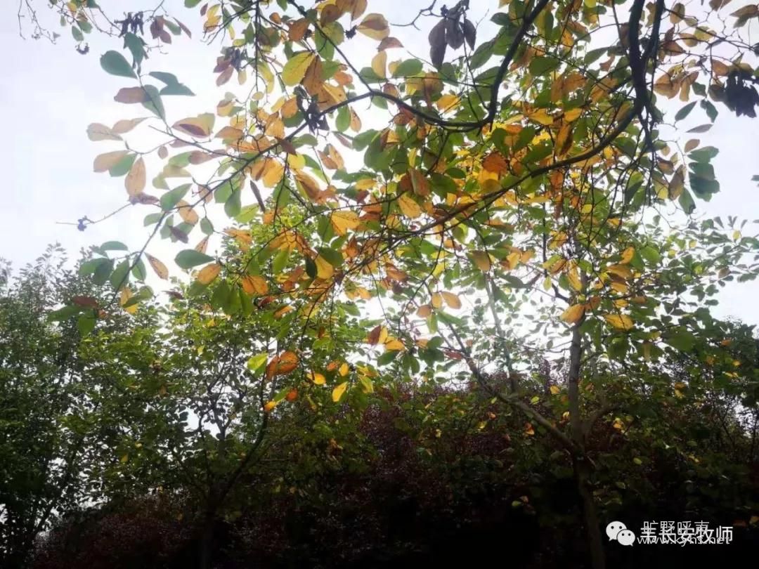 ΢��ͼƬ_20191011203025.jpg