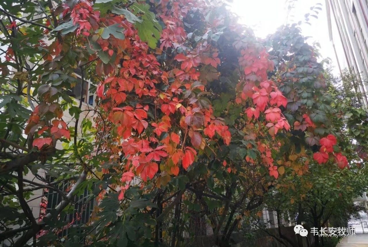 IMG_1284(20191111-130435).JPG