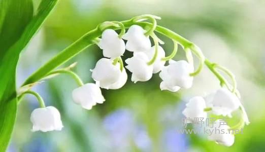 ʥ������룺��Ү��