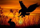 �ڼ������磬����ӥ���ġ����Ҷȹ���ʥ����