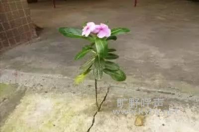 ���п������Ϊ�����������ʧ����