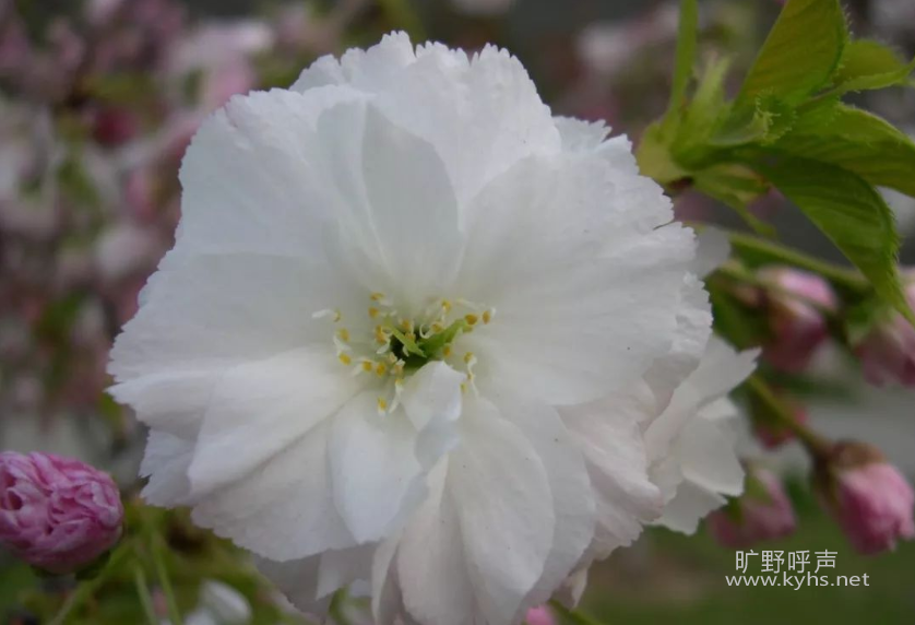 �ɴ���֮�˱ر���Ʒ�ʡ����ҳ�