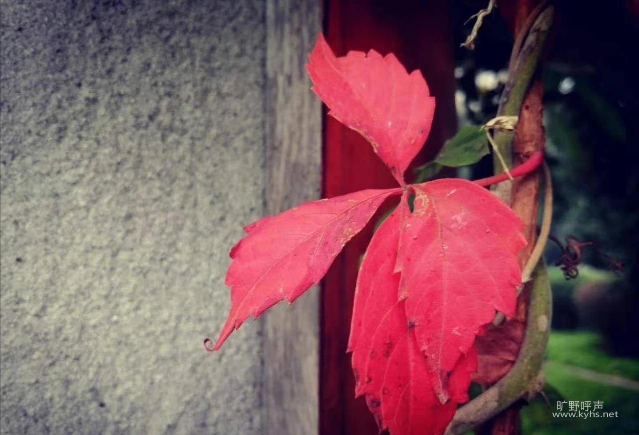 ΢��ͼƬ_20201108155307.jpg