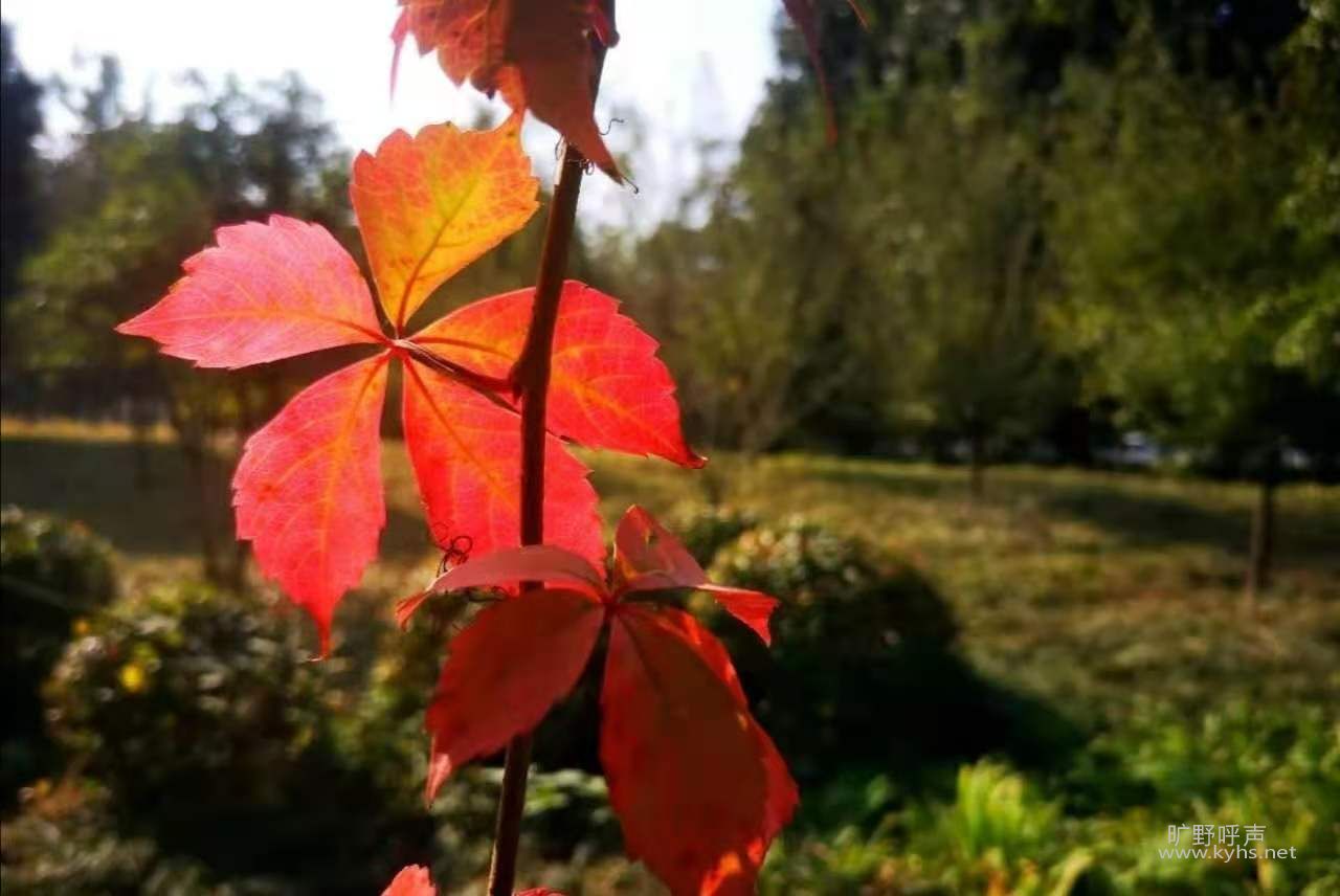 ΢��ͼƬ_20201115162218.jpg