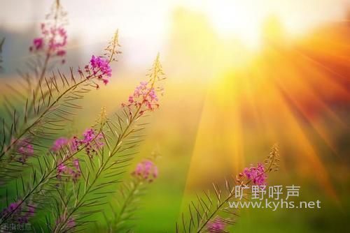 ���ɶ��ڸ�Ĺ