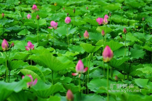 src=http___gss0.baidu.com_9vo3dSag_xI4khGko9WTAnF6hhy_lvpics