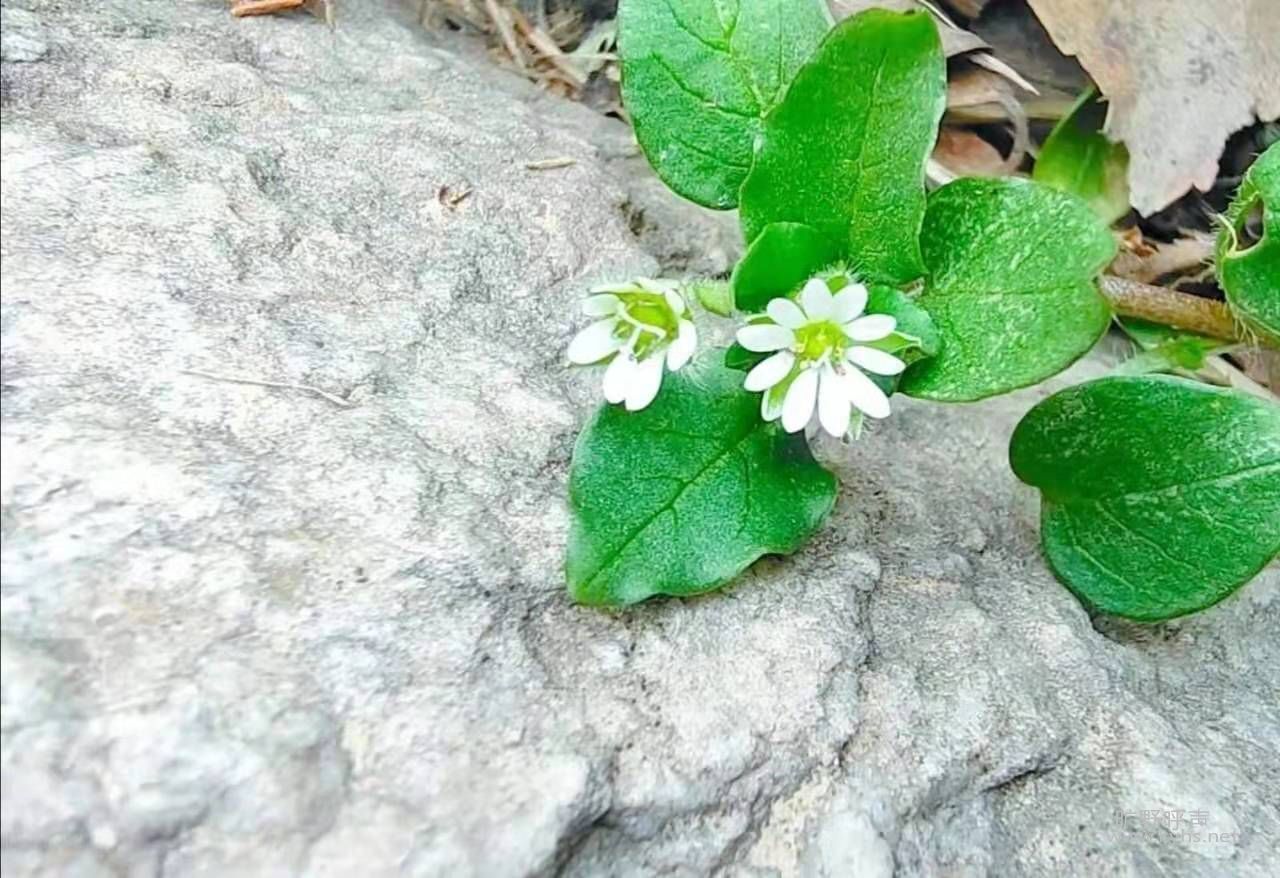 ΢��ͼƬ_20210205184511.jpg