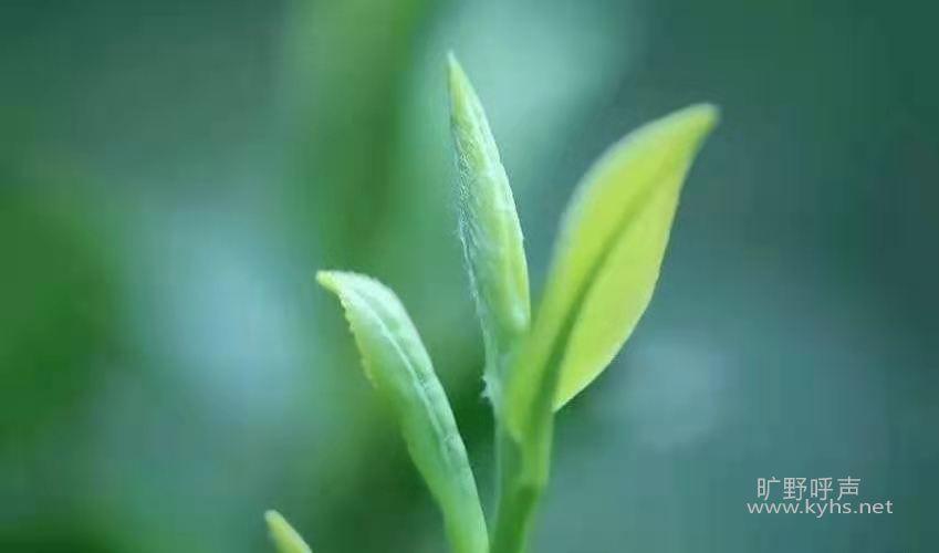 ���š�12�����ֶ������ġ��ϡ�����2:14����19��