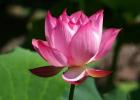 �ֽ����壨�Σ�