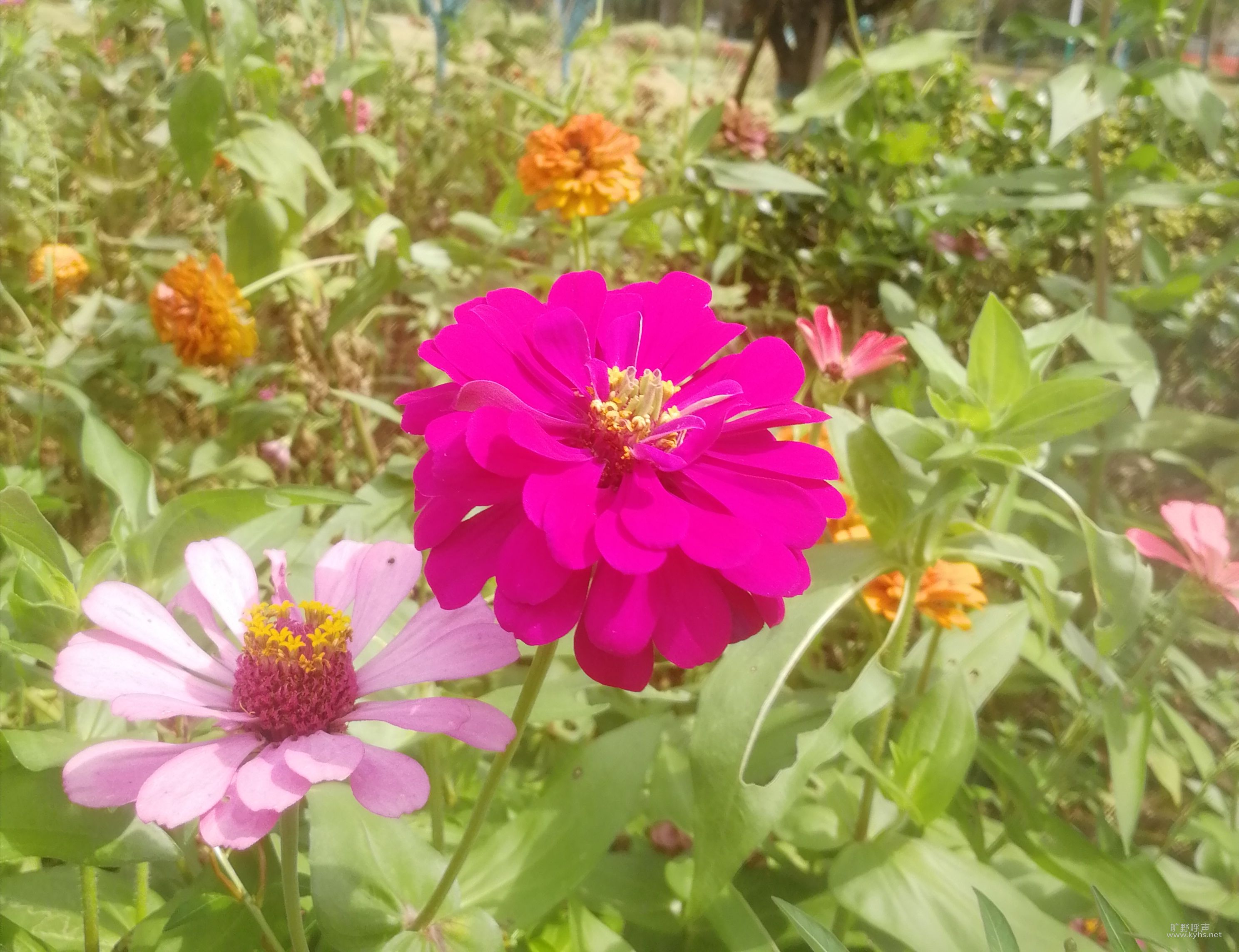 ֻ���˵�˰�仰������ײ����