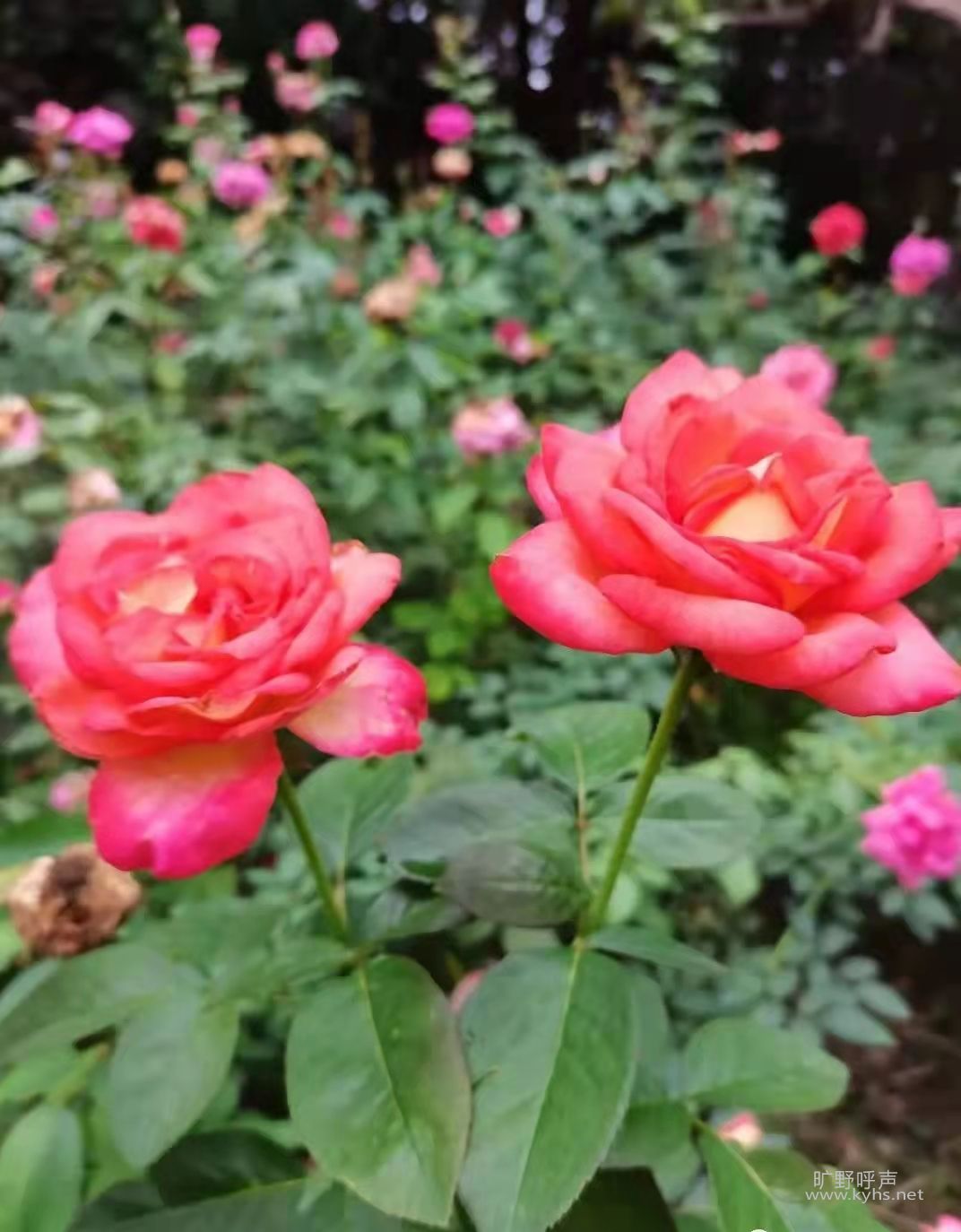 ��׮�ɸ����������