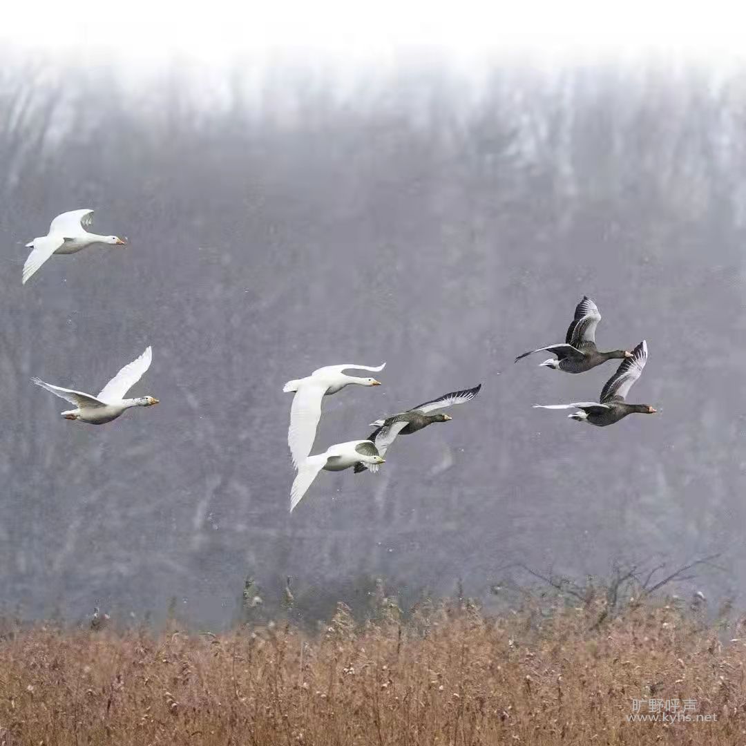 ��Ҫ����������Ϊ��ĳ��