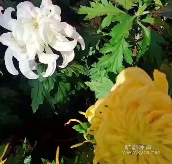 ���޷����������