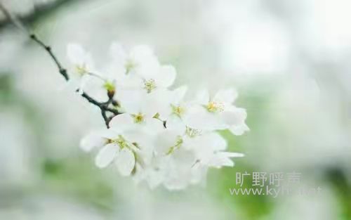 ���Է�����û�з����ı���������ʥ�����ҳ�������ƽ���