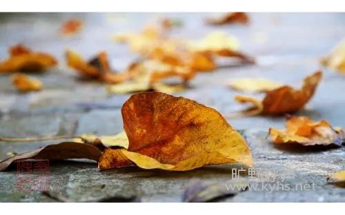 Ҷ��һ��֪����