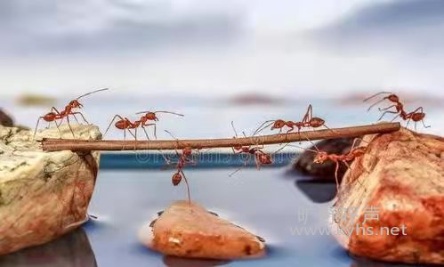 ѧϰ���ϵ���Ϊ