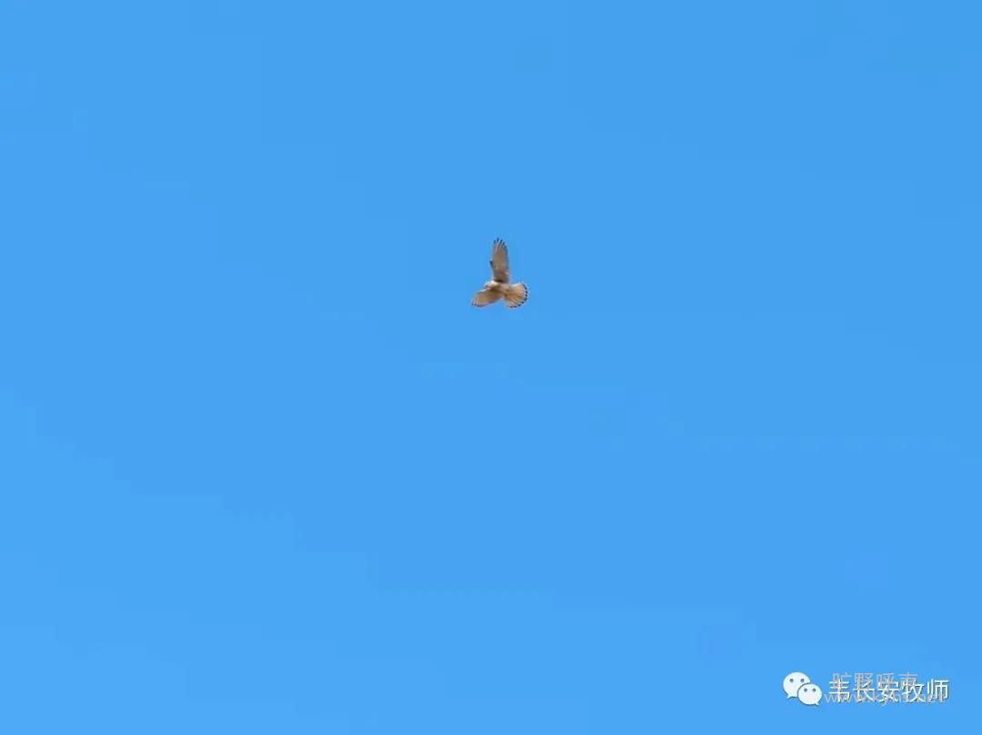 �����ı��ʣ��ε���Ҫ��