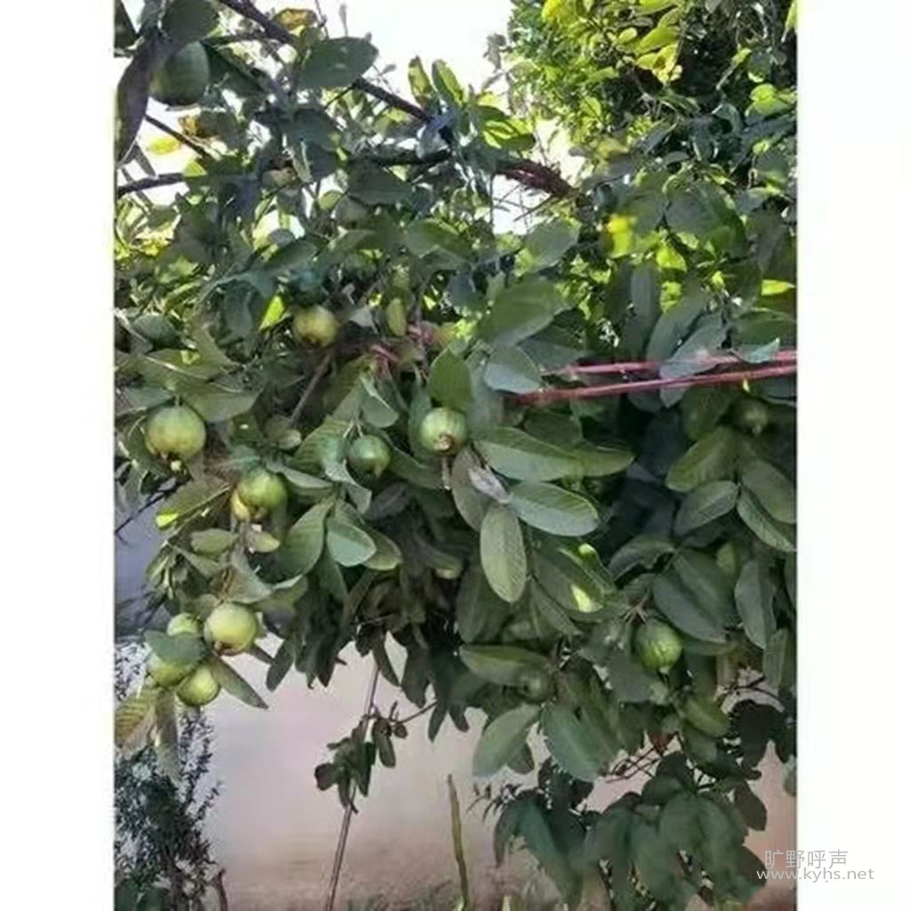 ��վ�ڷ�ʯ�����м����˭�أ�