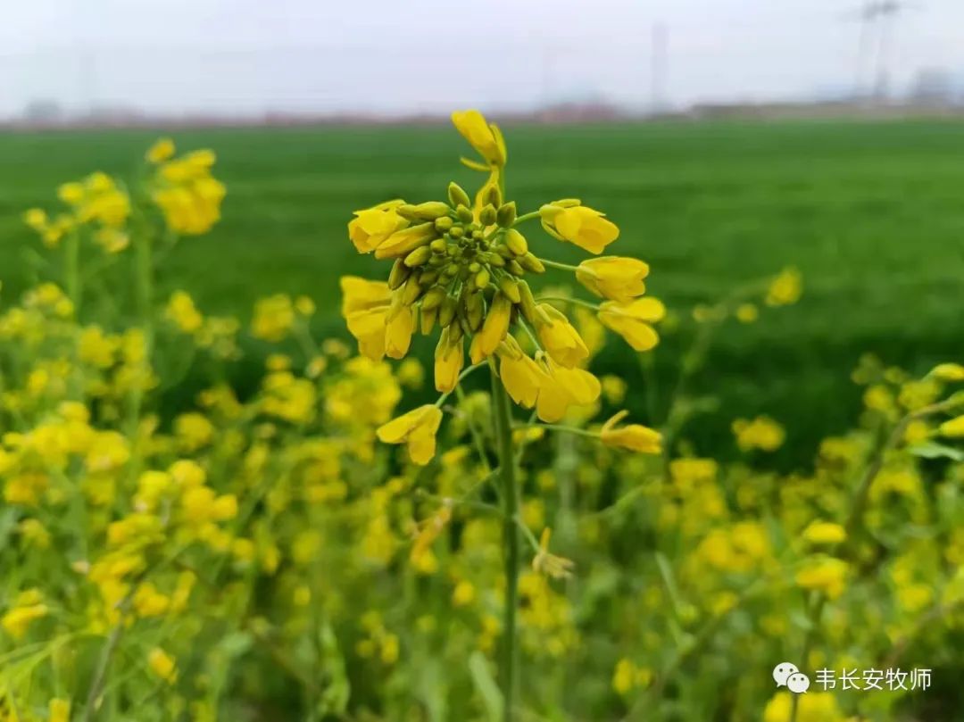 �����Ų���������ŵ�����