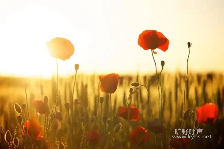 ������ӵ�˵�̣����µ������ſ�