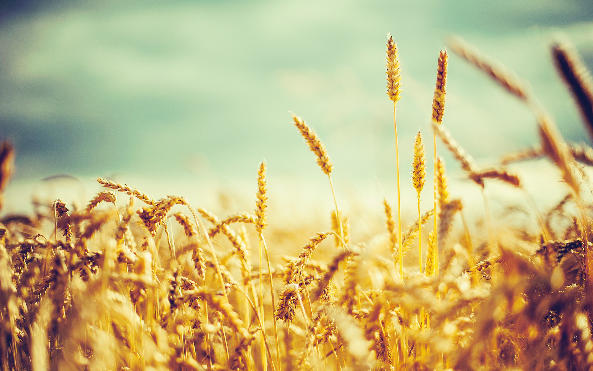 wheat_grain-wide.jpg