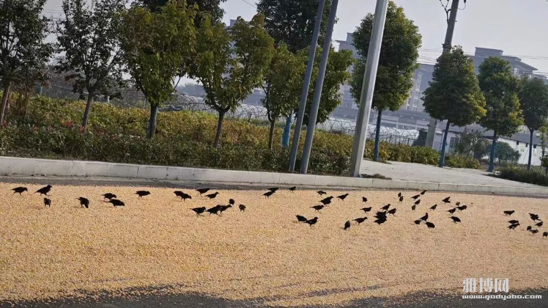 ��·�ϳ����׵���ѻ��������ֲ��յ�����