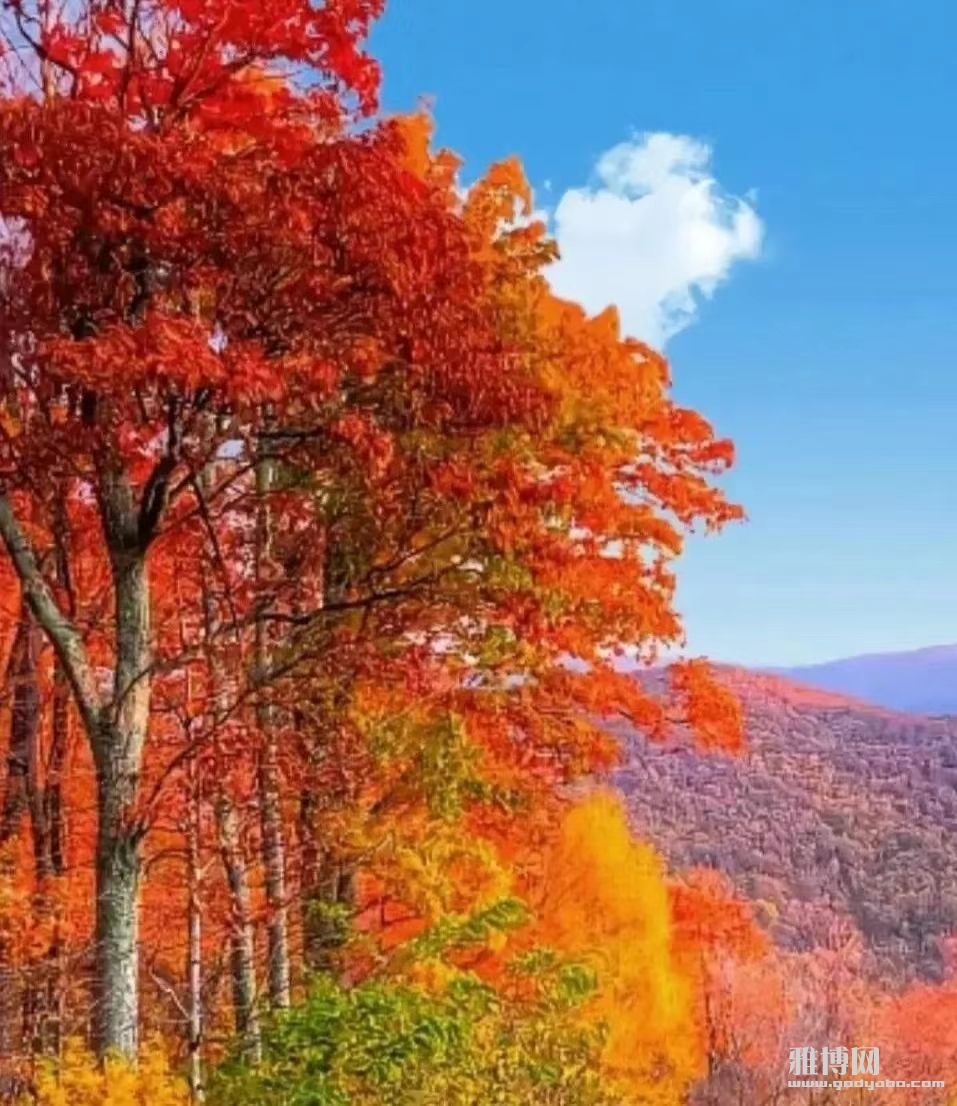 �ܶ�Ĵ����벻�ᣬ���������е�һ�ÿΣ�