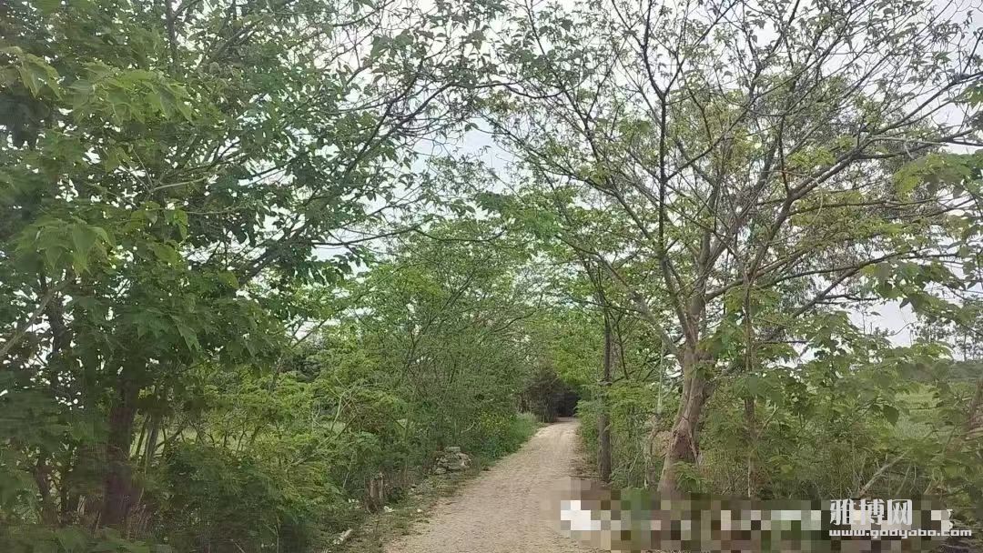 ����ͽ�ľ��书��