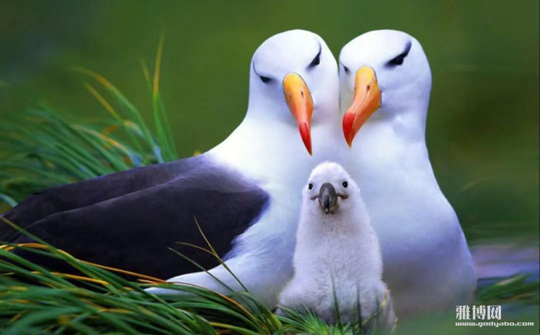  ȫ�ҹ����γ� ���ھſ� Ү�������ǵĹ�Ӧ��