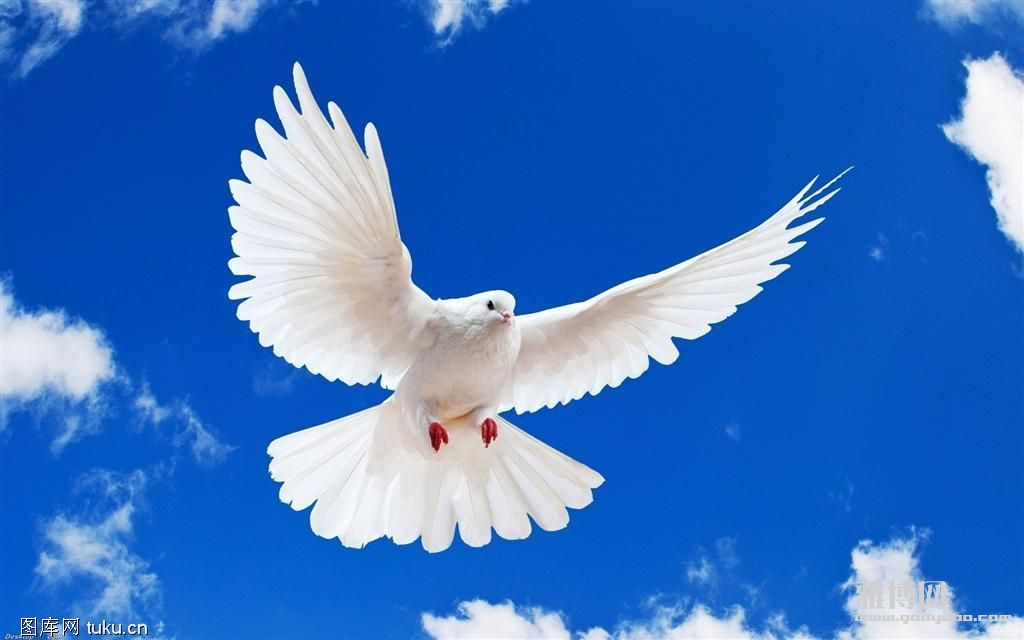 ������һ�� ��������Ѯ��ʥ�齵�ٿ��̻�ĵ�����ʹ��