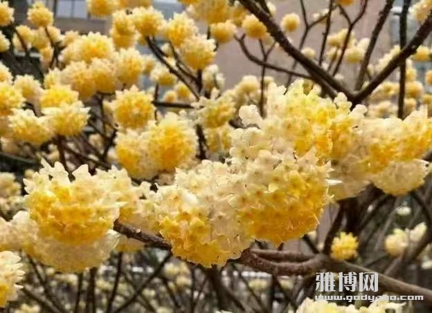 ���ֲ�ͬ�����ġ��ӷ��ŵ�����