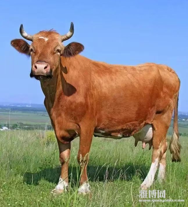 �����ᵽ��ĸţ