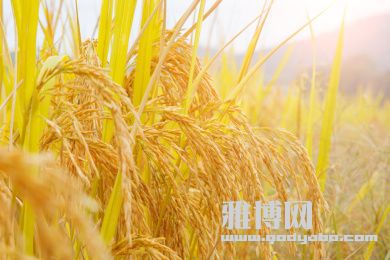 ������һ�볤�����ڻ��ӵ������г������������
